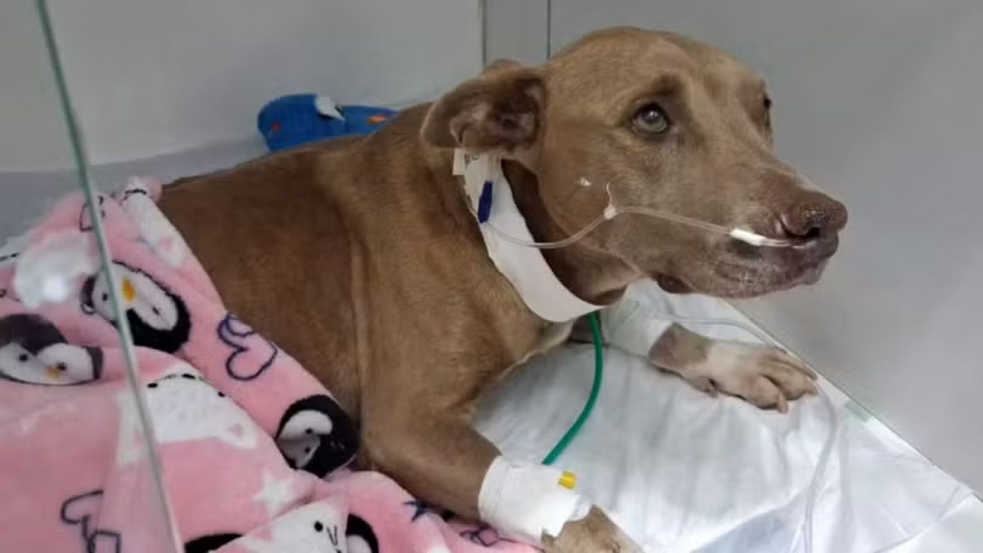 Cadela que teve complicações graves após castração pelo serviço municipal morre após 14 dias em Três Corações, MG