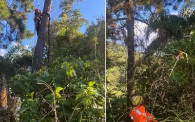 Bombeiros resgatam piloto de paraglider que ficou preso em árvore no Sul de Minas