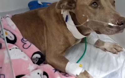 Câmara de Três Corações aprova lei que proíbe uso de 'enforca-gatos' em castração de animais